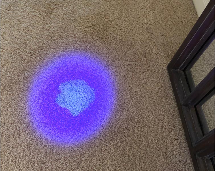 Pet Urine Odor Removal Aurora Co Results