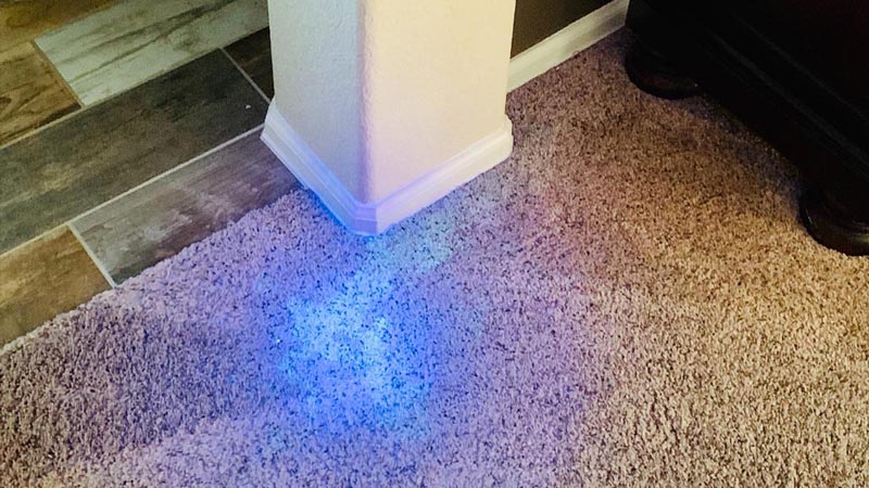 Pet Urine Stain Detection Aurora Co