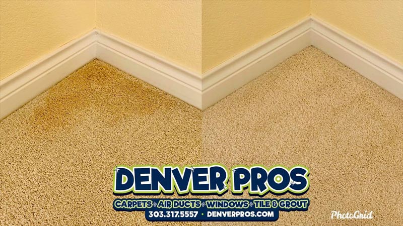 Pet Urine Stain Removal Before And After